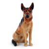 Alsatian K13 Royal Doulton Dogs