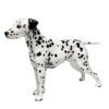 Dalmatian HN1113  Royal Doulton Dog