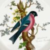 Portmeirion Bullfinch Birds Of Britain Side Plate
