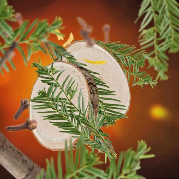 Lampe Berger Virginia Cedarwood