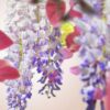 Lampe-Berger-Bouquet-Liberty-Fragrance-1 Bouquet Liberty - Lampe Berger Fragrance 500ml Lamp Refill