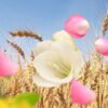 Harvest Season - Lampe Berger Fragrance