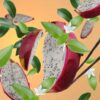 Water Fruits - Lampe Berger Fragrance