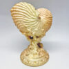 Royal Worcester Nautilus Vase C1873