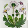 Portmeirion Botanic Garden Coffee Mug Daisy