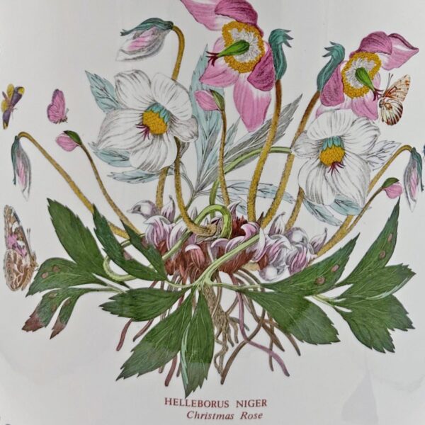 Portmeirion Botanic Garden Extra Large Lidded Jar Christmas Rose