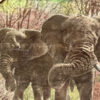 Royal Doulton African Game Reserve Elephants Charger Kruger Park