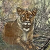 Royal Doulton African Game Reserve Lioness Charger