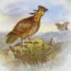 Royal-Worcester-pheasant-cabinet-plate-3 Royal Worcester Pheasant Hand Painted Cabinet Plate C1888