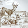Wedgwood Union National Parks Plate Springbok