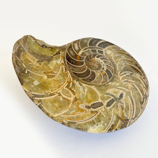 Ammonite Cut & Polished Jurassic Nautilus Fossil (Half)