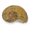 Ammonite Cut & Polished Jurassic Nautilus Fossil (Half)