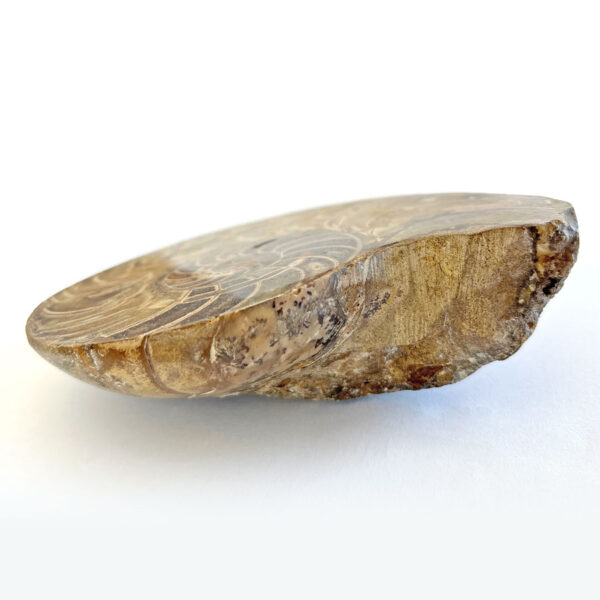Ammonite Cut & Polished Jurassic Nautilus Fossil (Half)