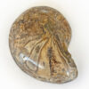Ammonite Cut & Polished Jurassic Nautilus Fossil (Half)