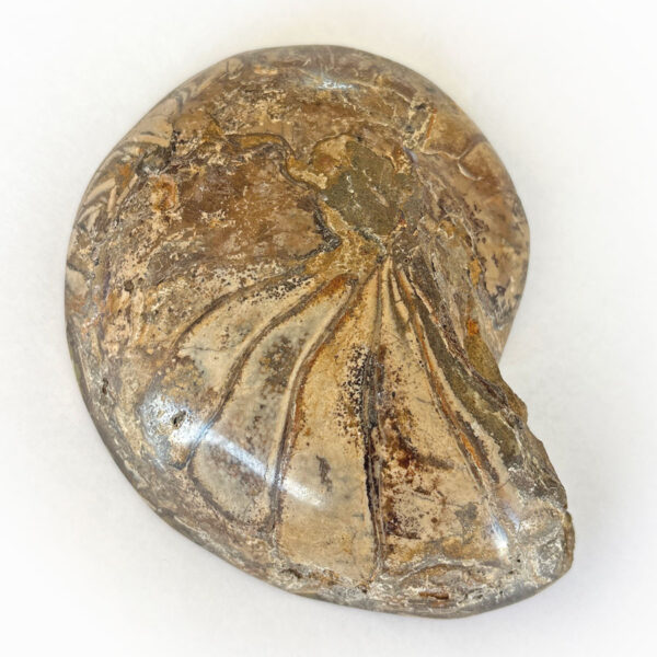 Ammonite Cut & Polished Jurassic Nautilus Fossil (Half)
