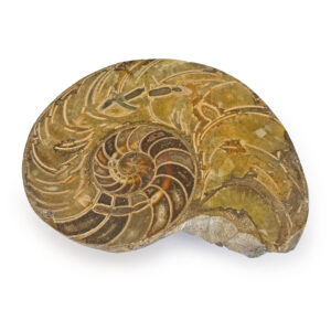 Ammonite-Cut-&-Polished-Jurassic-Nautilus-Fossil-(Half) Ammonite Cut & Polished Jurassic Nautilus Fossil (Half)